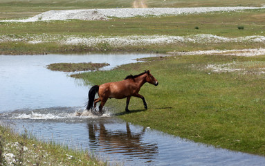 Mongolian wild horse