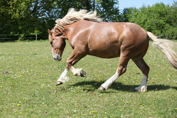 Obraz premium Gorgeous horse running on flowered pasturage