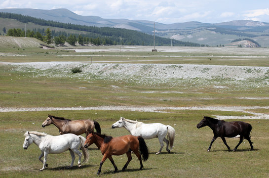 Mongolian wild horses