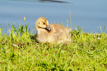Canadian Gosling Laying in the Warm Spring Sun