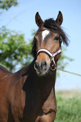 Portrait of nice pony with halter