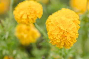 Marigolds or Tagetes erecta flower