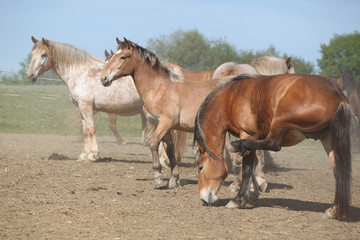 Obraz na płótnie Canvas Batch of horses in paddock