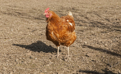 Farm animals