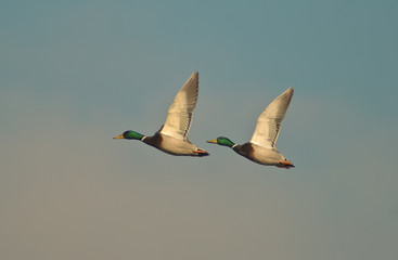 coppia di germano reale in volo