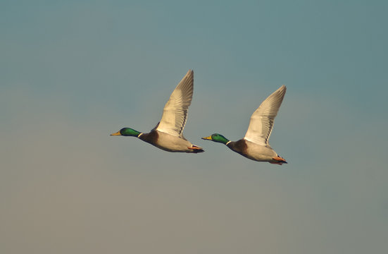 coppia di germano reale in volo