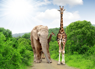 Giraffe and elephant in Kruger park South Africa