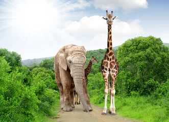 Zelfklevend Fotobehang Giraffe and elephant in Kruger park South Africa © vencav