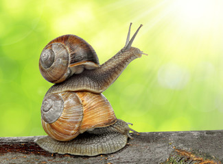 Garden snail (Helix aspersa)