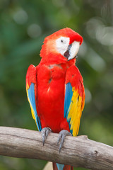 Scarlet Macaw