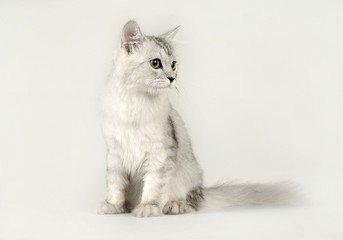 귀여운 애완동물