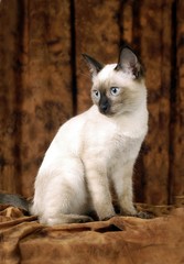 귀여운 애완동물