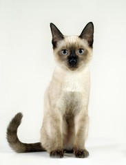 귀여운 애완동물