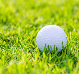 Golf ball on green grass