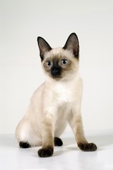 귀여운 애완동물