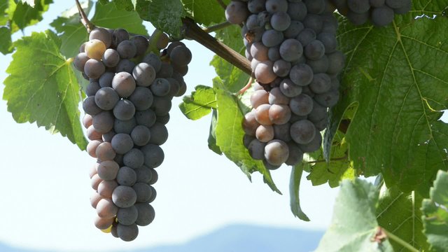 Blich von einem Weinberg nach Obernai, Elsass