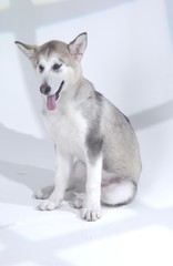 귀여운 애완동물