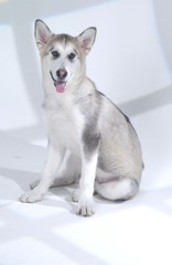 귀여운 애완동물