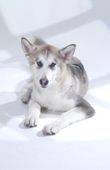 귀여운 애완동물