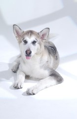 귀여운 애완동물