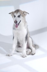 귀여운 애완동물