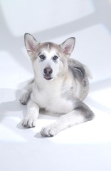 귀여운 애완동물