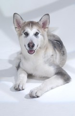 귀여운 애완동물