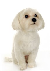 귀여운 애완동물