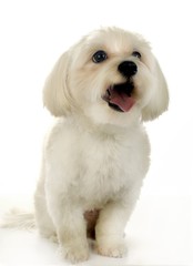 귀여운 애완동물