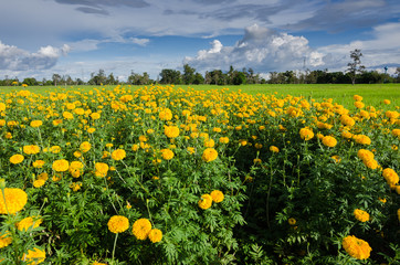 Fototapeta premium Marigolds or Tagetes erecta flower