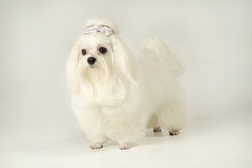 귀여운 애완동물