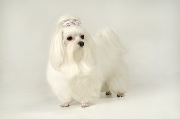 귀여운 애완동물