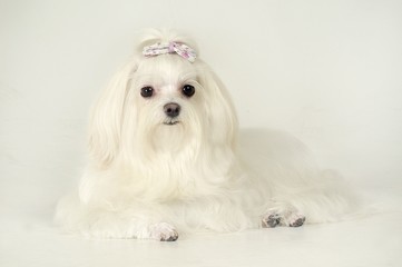 귀여운 애완동물