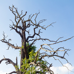 dead tree