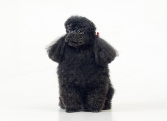 귀여운 애완동물