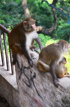 Monkeys in Svayambunath temple in Kathmandu