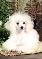 귀여운 애완동물