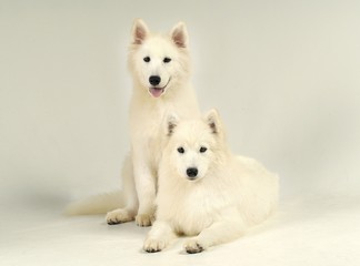 귀여운 애완동물