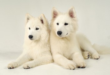 Obraz premium 귀여운 애완동물