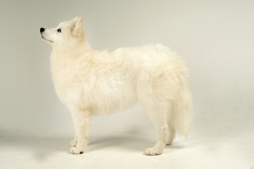 Obraz premium 귀여운 애완동물