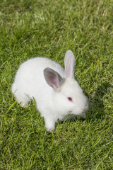 Weißes Kaninchen Albino