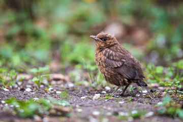 Fototapeta premium Closeup of a baby male Common Blackbird (Turdus merula).