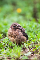 Closeup of a baby male Common Blackbird (Turdus merula).