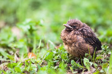 Closeup of a baby male Common Blackbird (Turdus merula).