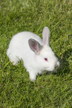 Weißes Kaninchen Albino