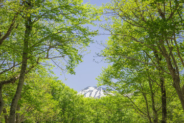 ブナ林の新緑と残雪の山