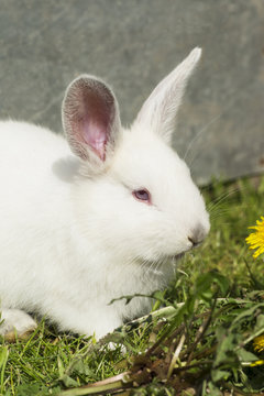 Kaninchen Albino