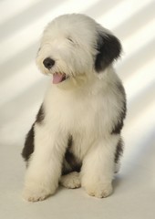 귀여운 애완동물