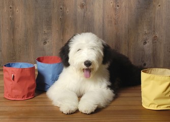 귀여운 애완동물