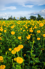 Marigolds or Tagetes erecta flower